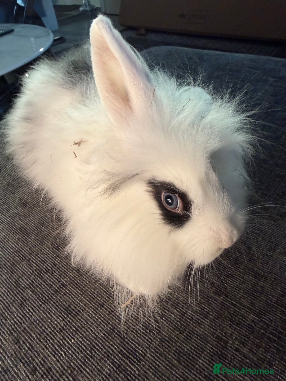 Lionhead rabbits for sale: Beautiful lion head baby rabbits.  - Advert 9