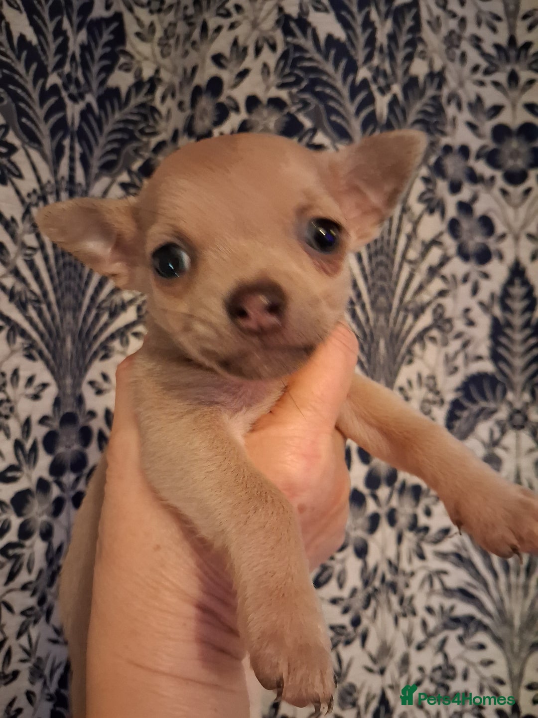 Chihuahua dogs for sale: Chihuahuas ready now - Advert 2
