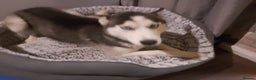 Siberian Husky dogs for sale: Beautiful Siberian Husky Puppy - Advert 18