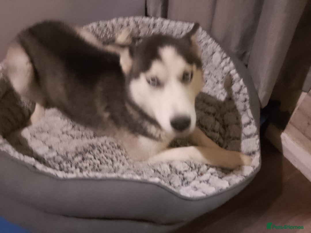 Siberian Husky dogs for sale: Beautiful Siberian Husky Puppy - Advert 18