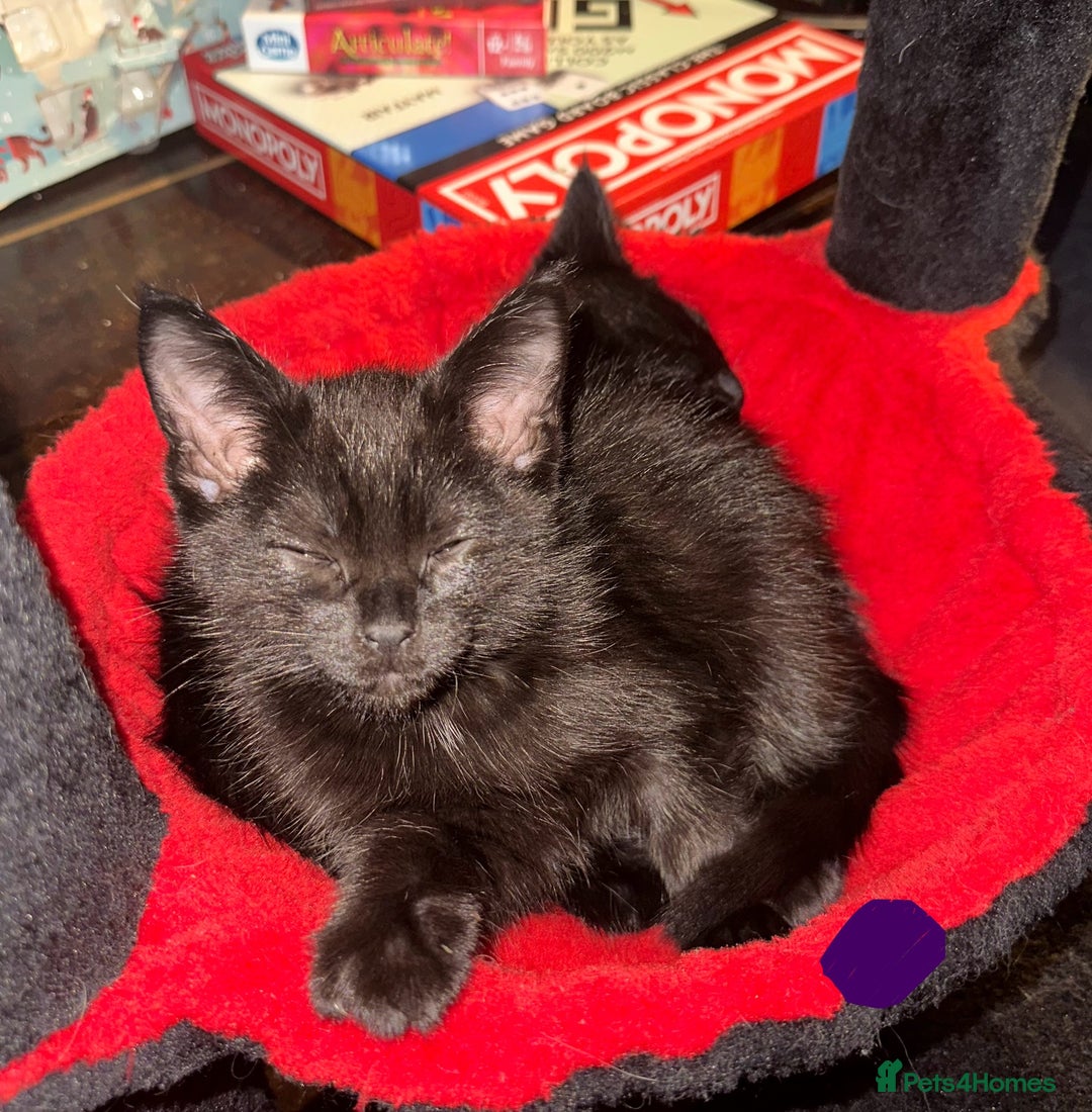 Maine Coon cats for sale: Maine Coon Kittens  - Advert 10