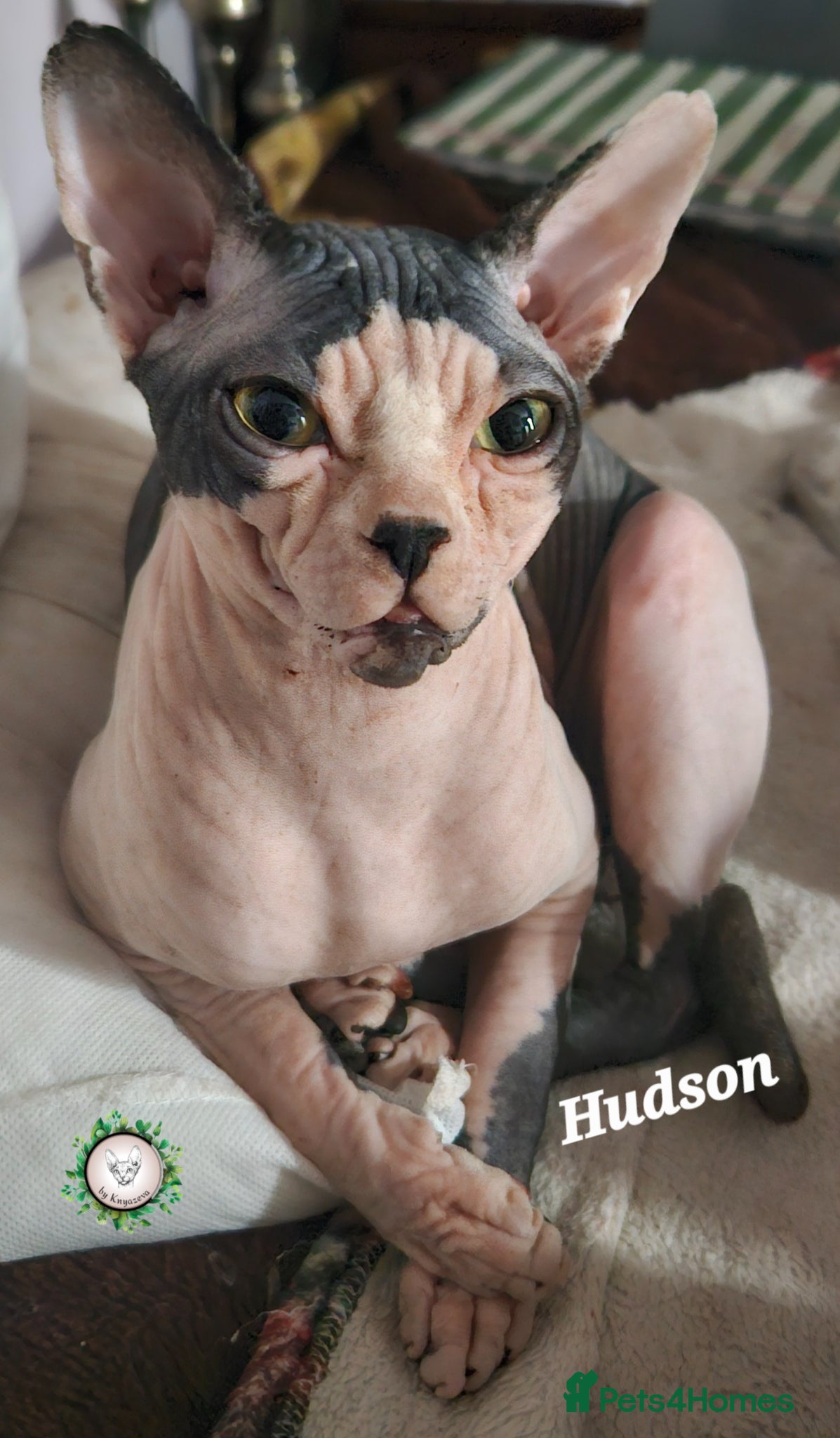 Sphynx cats Beautiful Canadian Sphynx Champion father line ❤️  - Advert 14