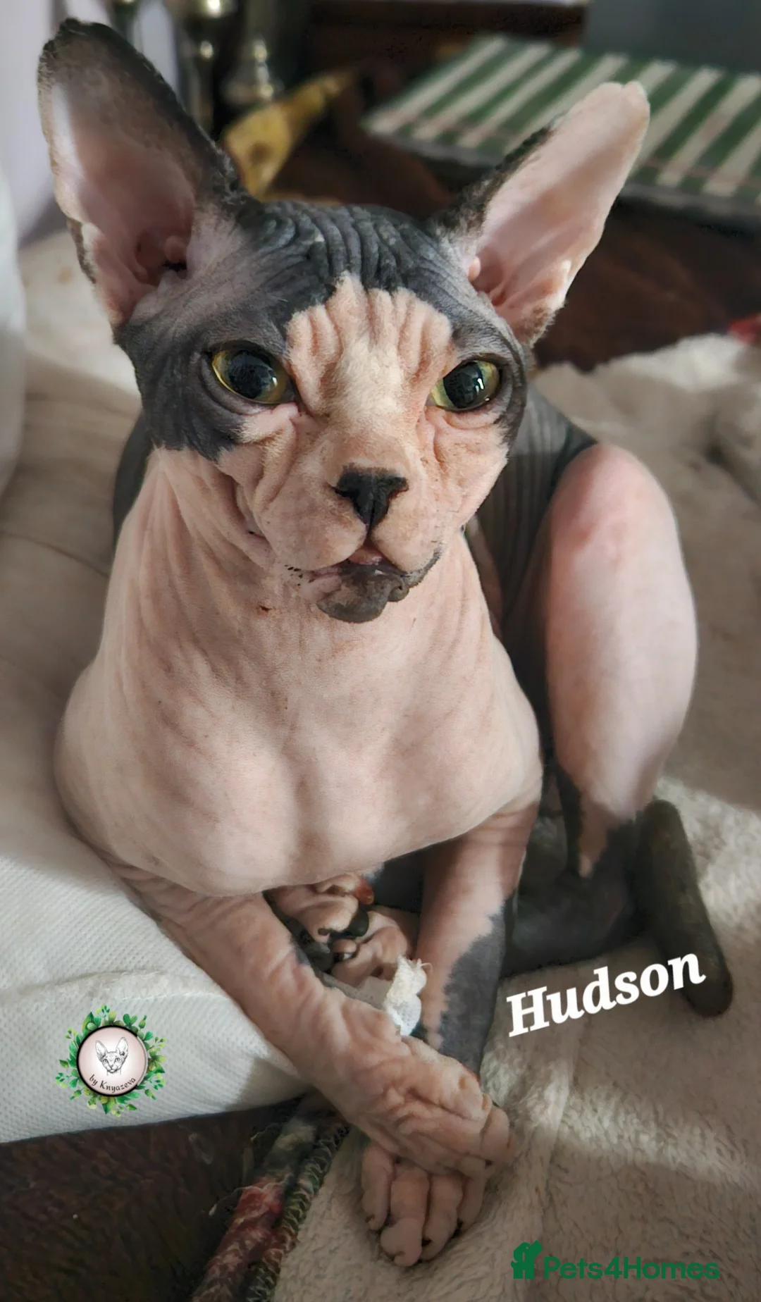 Sphynx cats for sale: Beautiful Canadian Sphynx Champion father line ❤️  - Advert 1