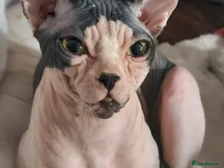 Sphynx cats Beautiful Canadian Sphynx Champion father line ❤️ - Advert 14