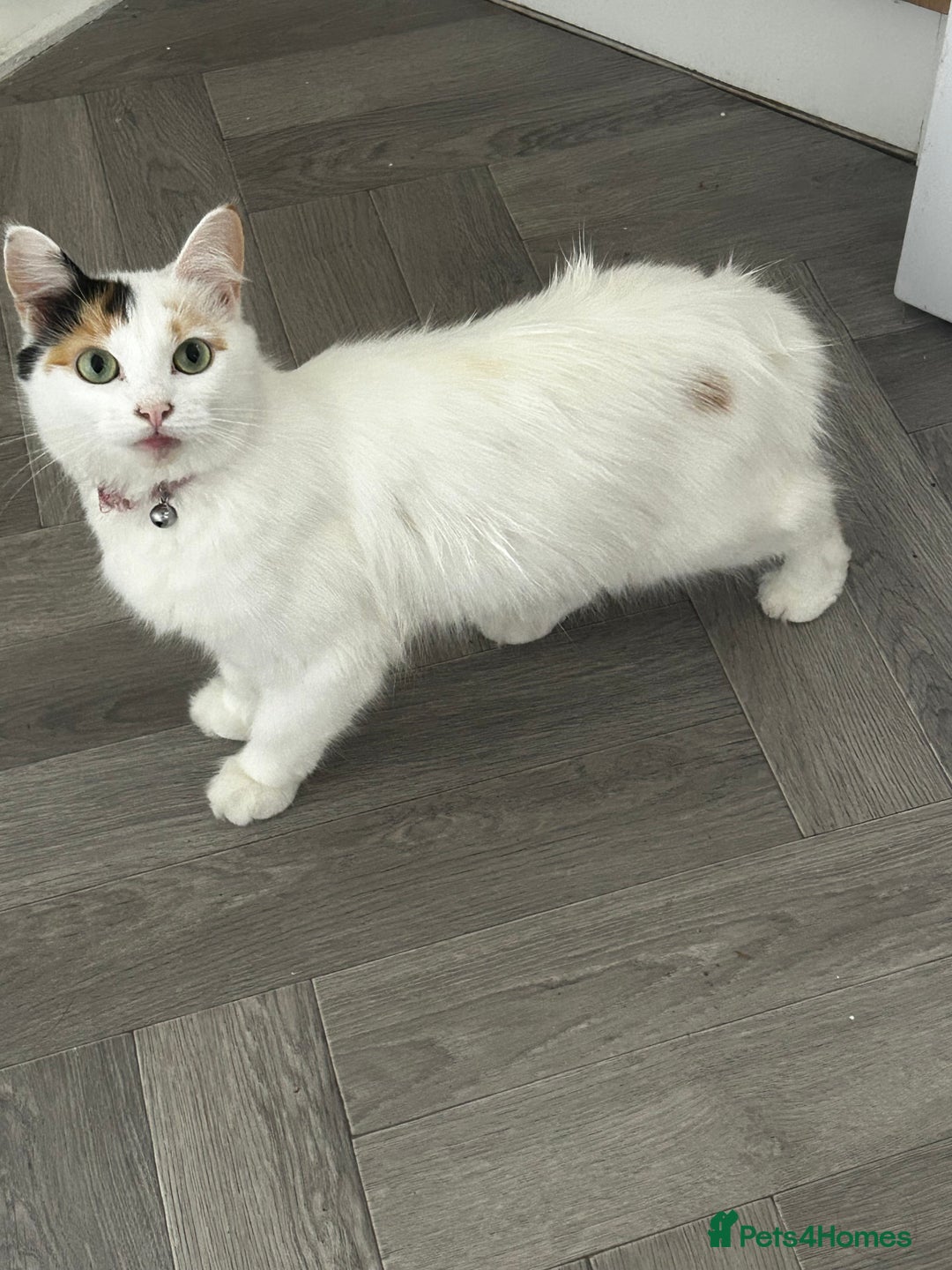 Turkish Van cats for sale: Longhaired Female Turkish van Cat for sale  - Advert 1