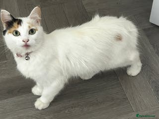 Turkish Van cats Longhaired Female Turkish van Cat for sale - Advert 1