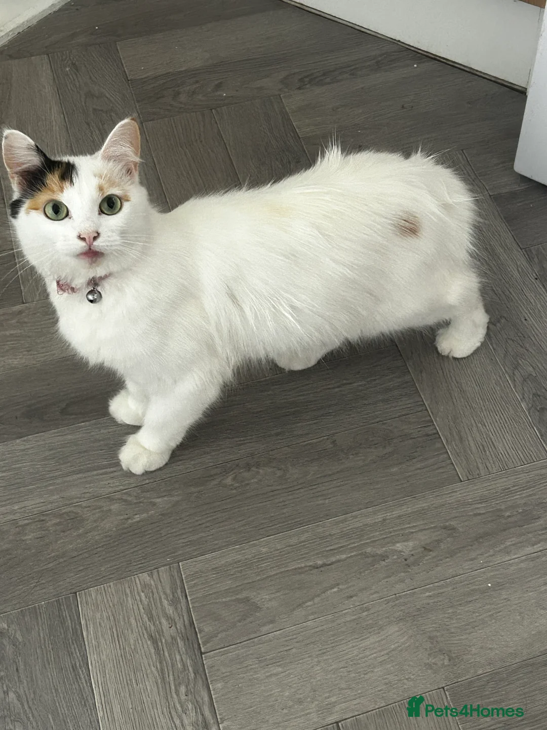 Turkish Van cats for sale: Longhaired Female Turkish van Cat for sale  - Advert 1