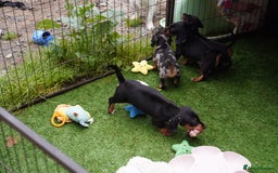 Miniature Dachshund dogs for sale: Miniature Dachshund Puppies - Image 11