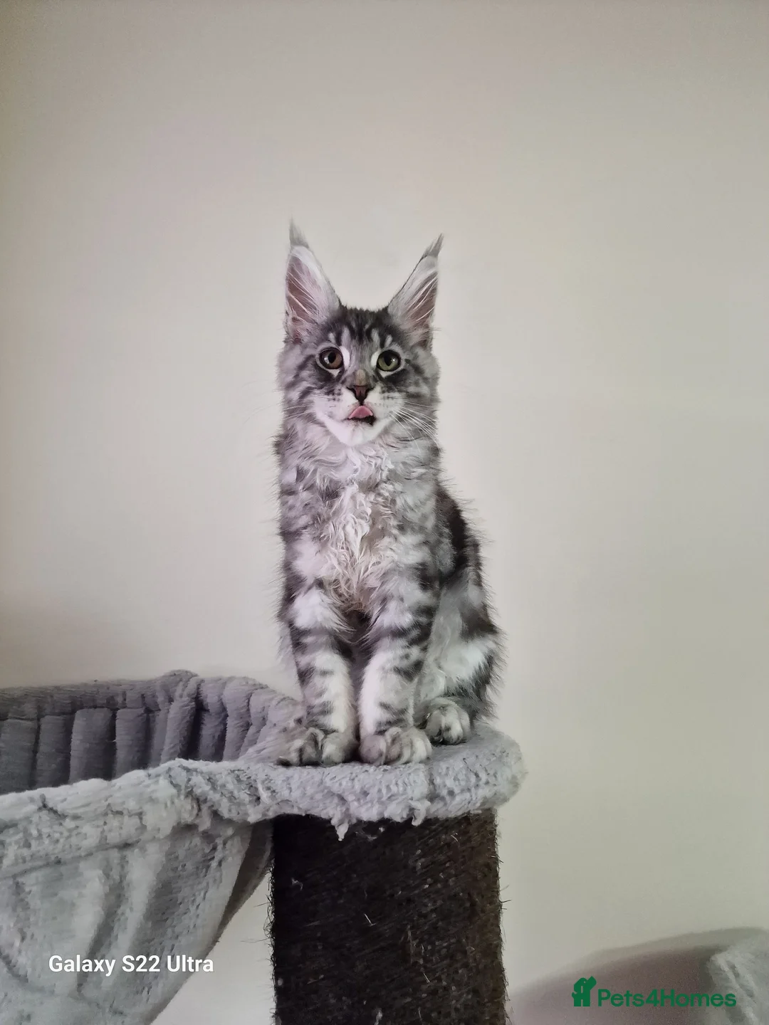 Maine Coon cats for sale:  Kittens – Licensed Fenikscoon Cattery (UK) 🐾 - Advert 15