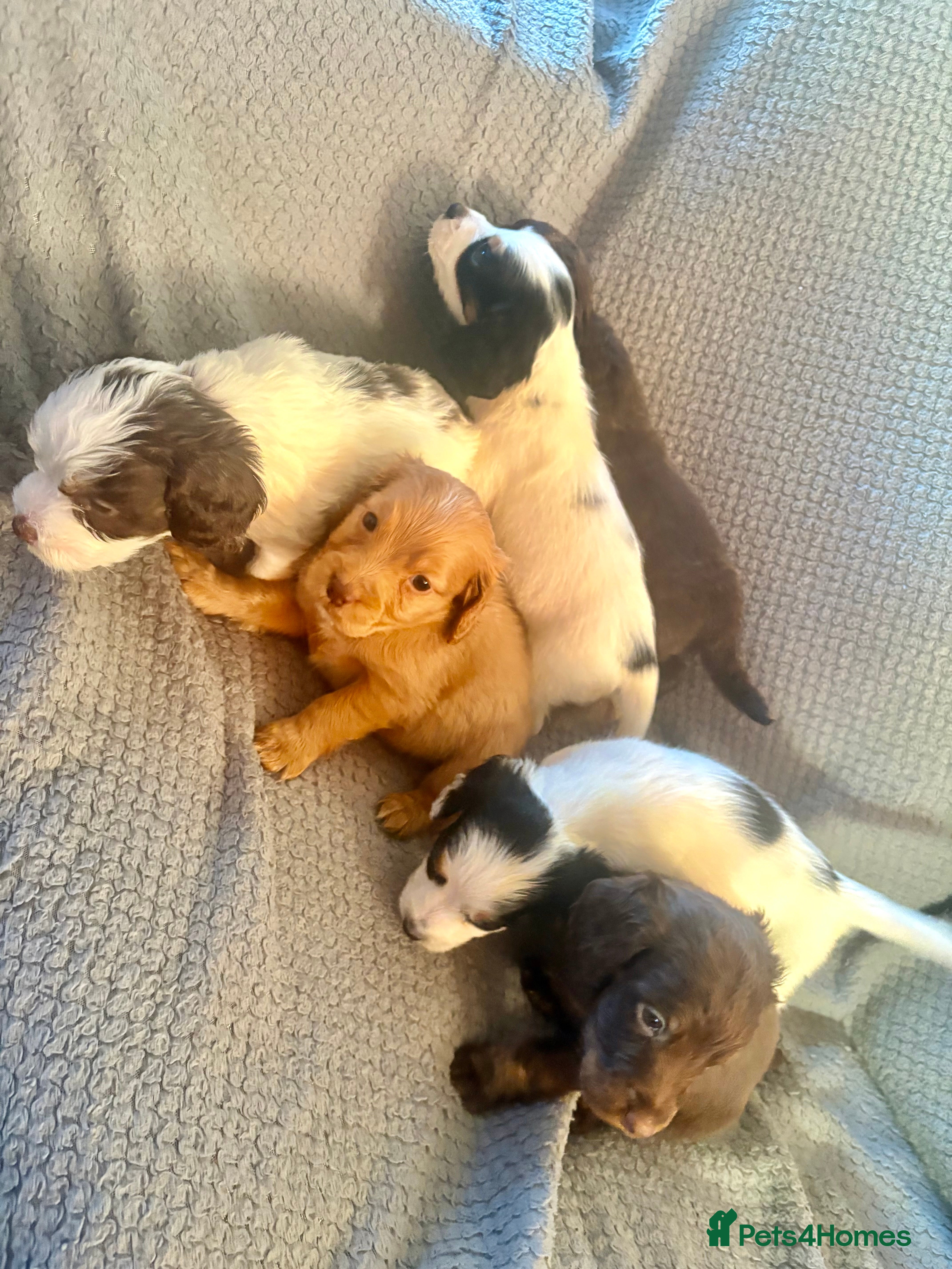 Cockapoo dogs F1B cockerpoo’s ready to leave 22nd January  - Advert 16