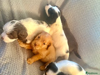 Cockapoo dogs F1B cockerpoo’s ready to leave 22nd January - Advert 16