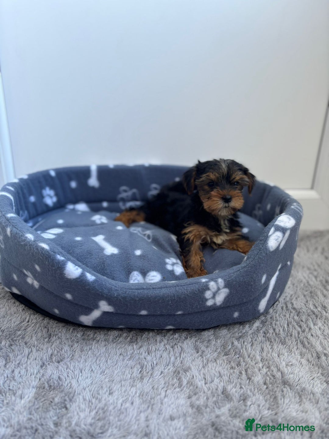 Yorkshire Terrier dogs for sale: Yorkshire terrier  - Image 6