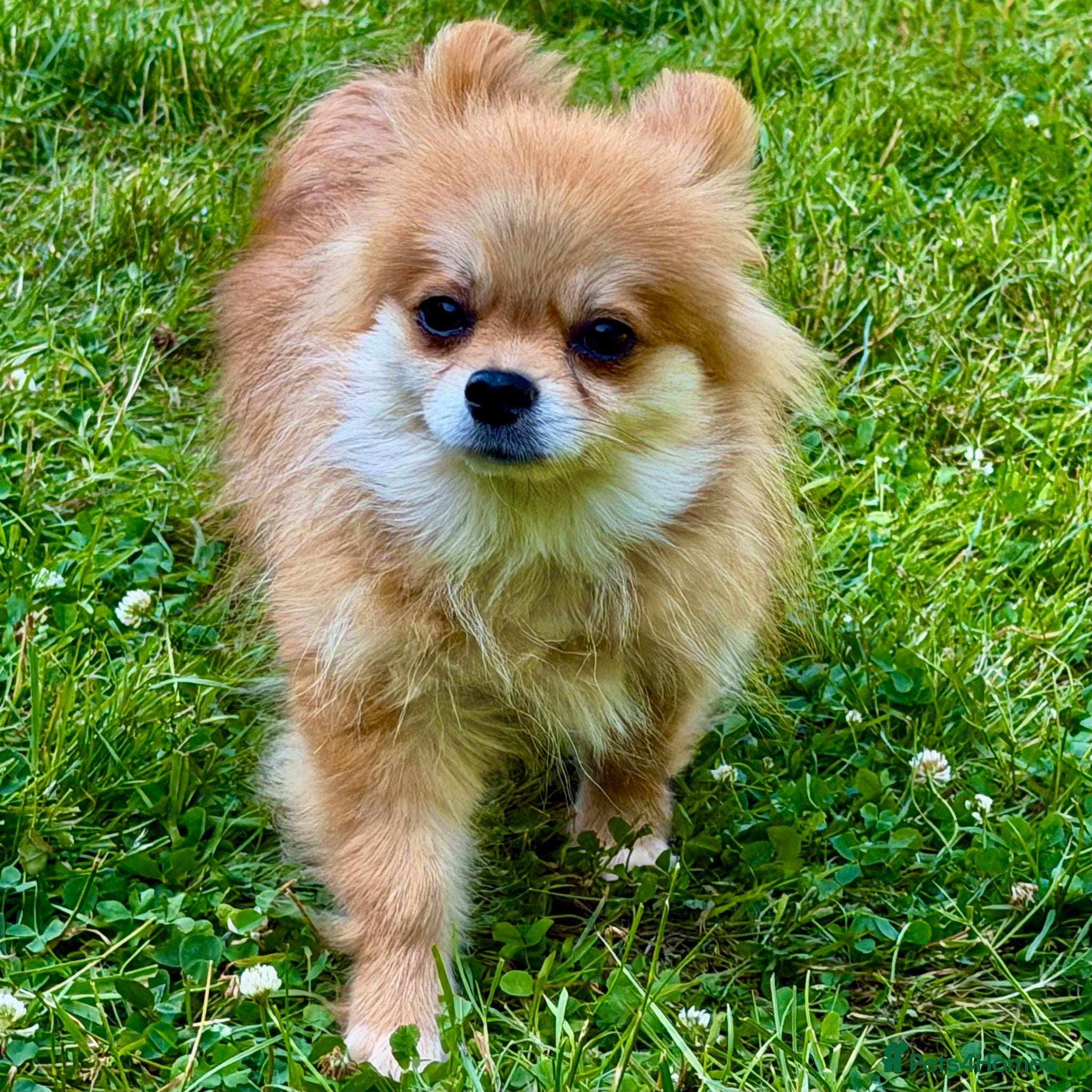 Pomeranian dogs DARCY – Miniature Pomeranian - Advert 1