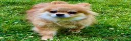 Pomeranian dogs for adoption: DARCY – Miniature Pomeranian - Advert 1