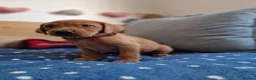 Springador dogs for sale: Wonderful Springador Puppies  - Advert 9