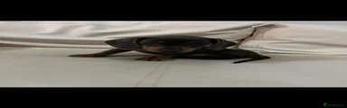 Miniature Dachshund 6