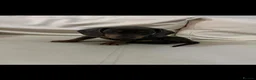 Miniature Dachshund dogs for sale: Miniature dashcund puppies  - Advert 7