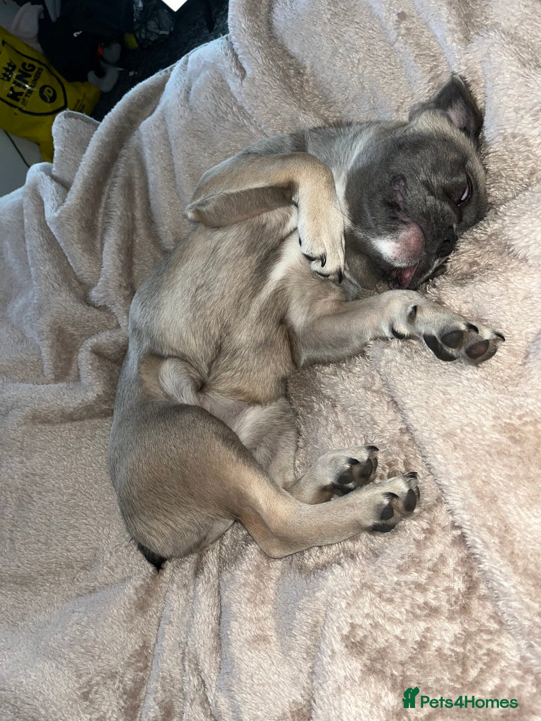 French Bulldog dogs for sale: French bulldog  - Image 20