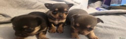 Chihuahua dogs for sale: Mini chihuahua  - Advert 8