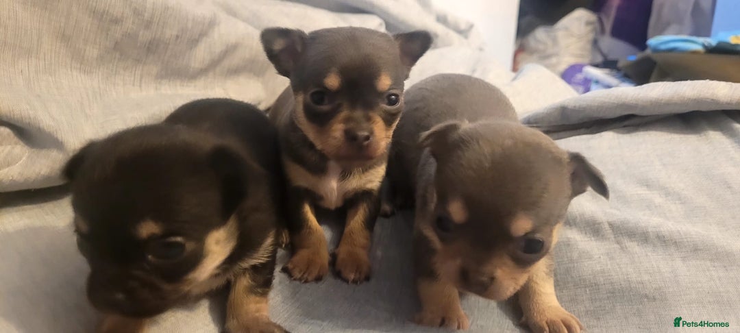 Chihuahua dogs for sale: Mini chihuahua  - Advert 8
