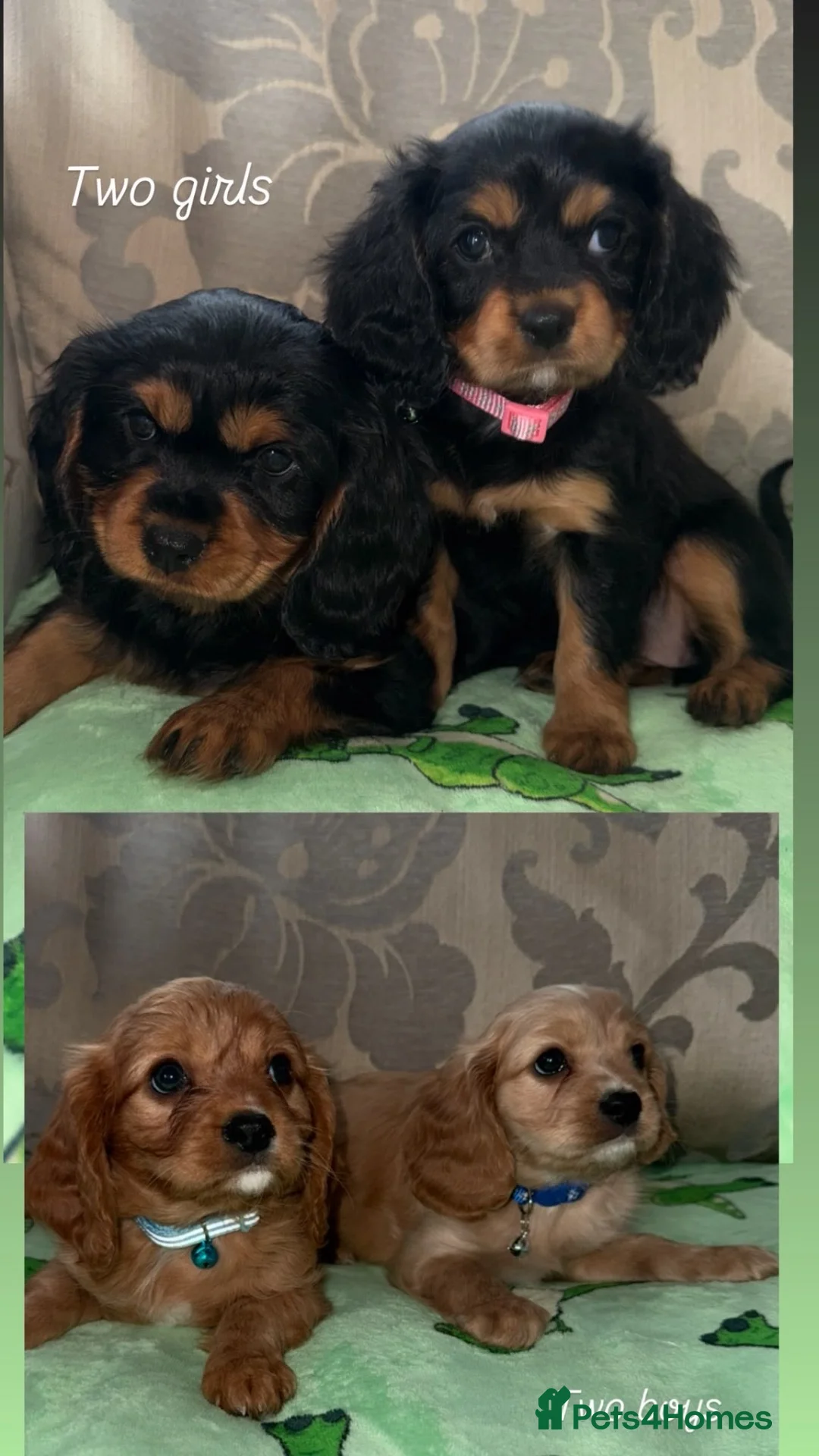 Cavalier King Charles Spaniel dogs for sale: Cavilers King Charles  in Stafford - Advert 2
