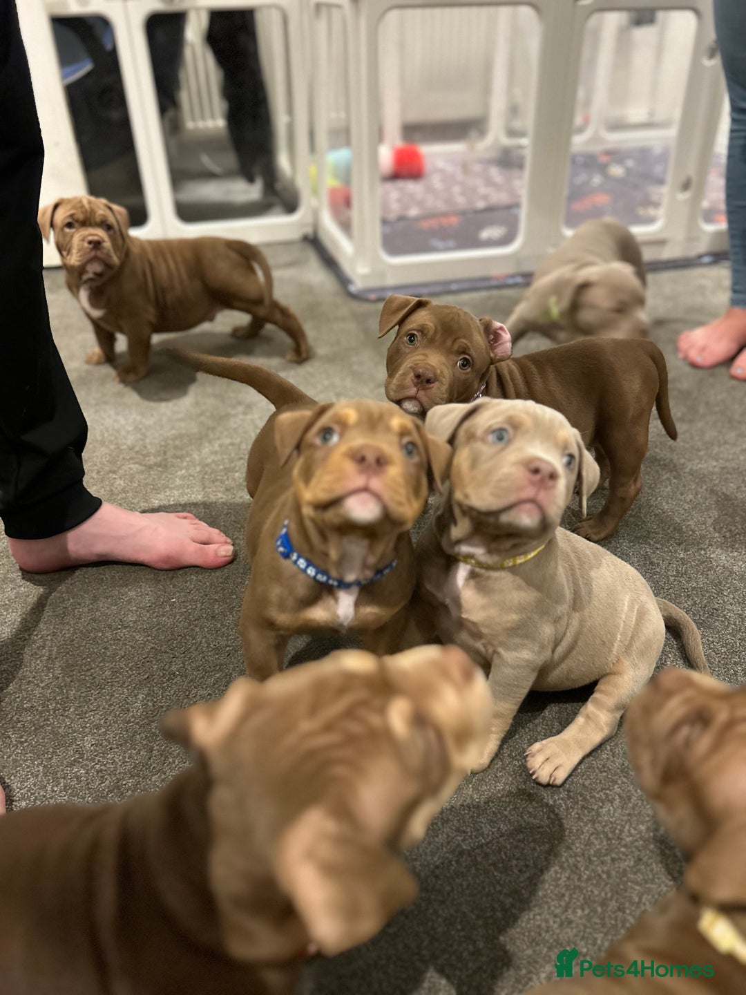 American Bully dogs for sale: Pocket bullies  ready to leave!! (Reduced) - Image 14
