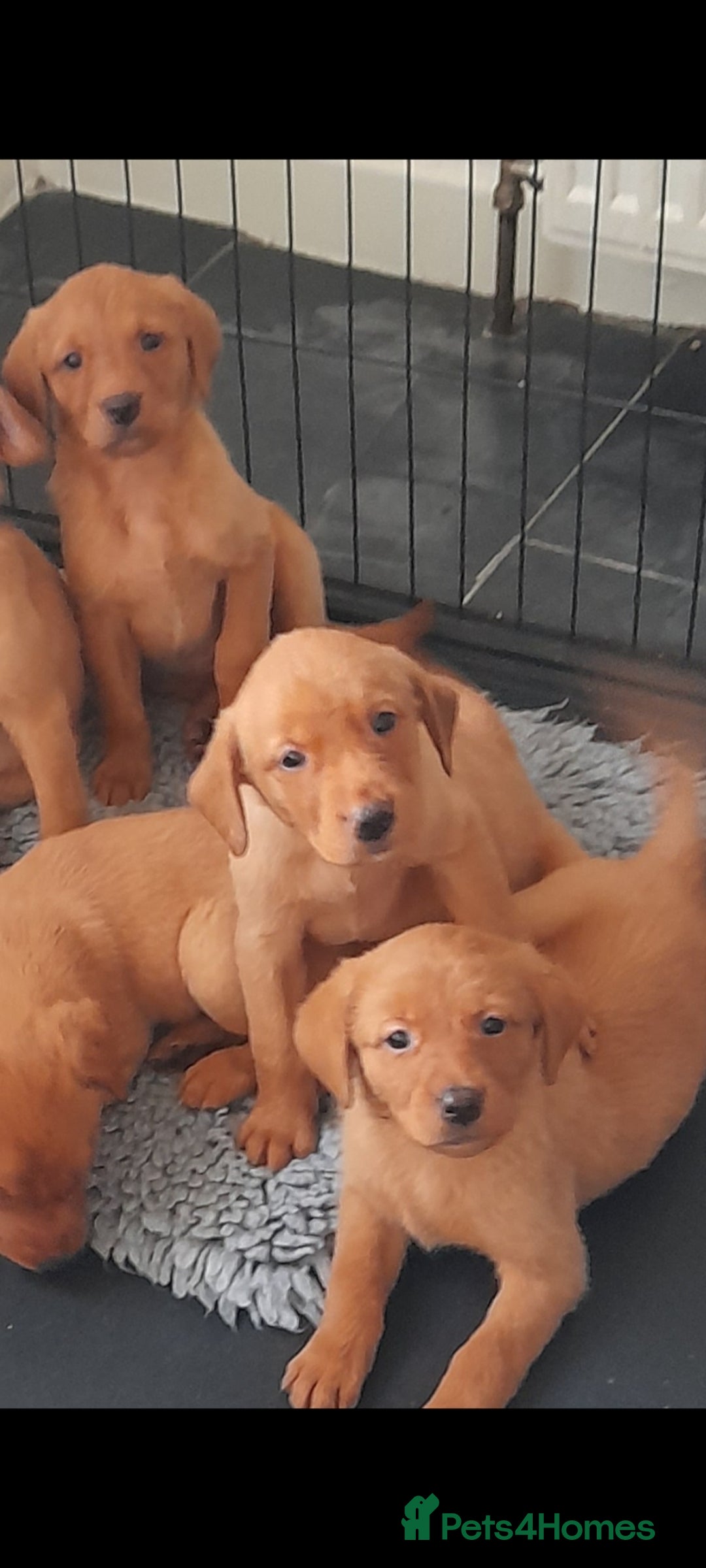 Labrador Retriever dogs for sale: Red fox labrador puppy's  - Image 2