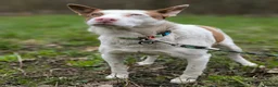 Mixed Breed dogs for adoption: ❤️🐶 PEPPA– SHE LIGHTS UP EVERY COMPANY in Burton-on-Trent - Advert 10