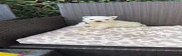 West Highland Terrier dogs for sale: West highland white female puppies.  - Advert 9