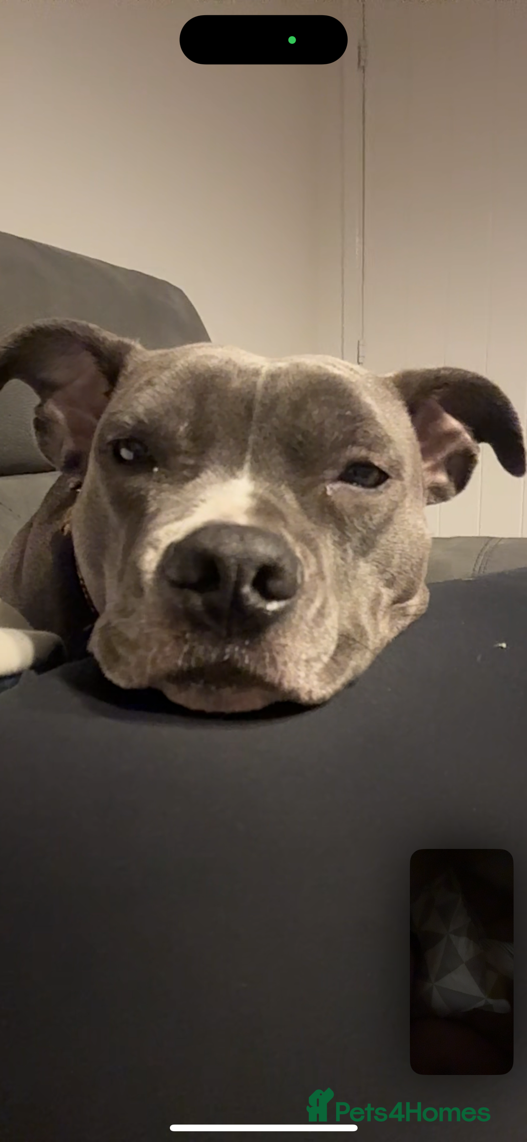 Staffordshire Bull Terrier dogs for sale: Rehoming, please read below. - Advert 16