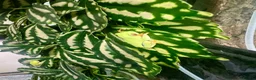 Frog reptiles for sale: Various dart frogs and tree frogs  - Advert 17