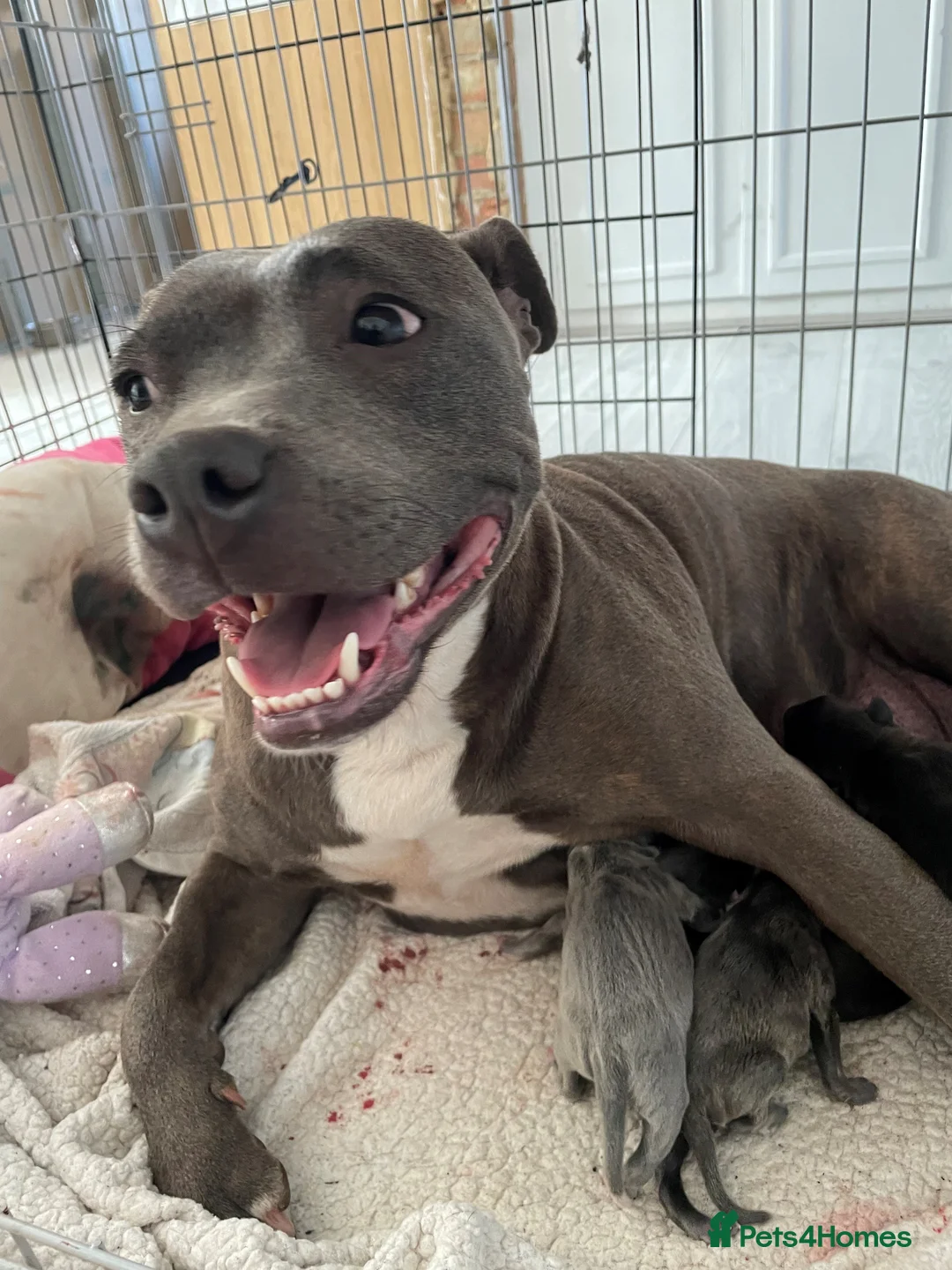 Staffordshire Bull Terrier dogs for sale: Staffordshire Bull Terrier Pups - Advert 1