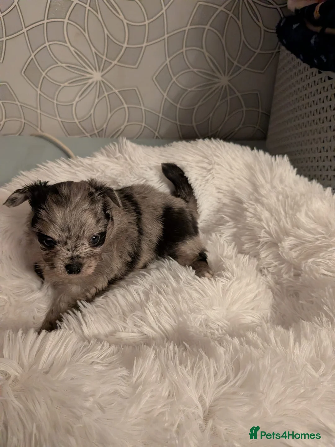 Pomchi dogs for sale: Beautiful Pomchi Puppies Loving 🏠 Reared Litters - Advert 20