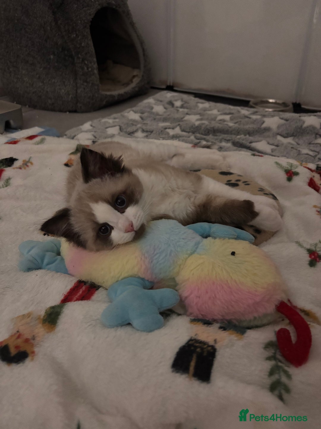 Ragdoll cats for sale: Adorable Ragdoll kitten available  - Advert 8