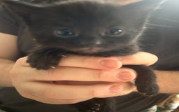 Mixed Breed cats for sale: Female Kittens - Image 4