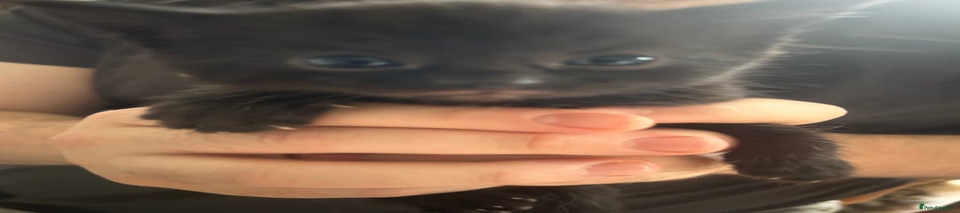 Mixed Breed Kitten 3