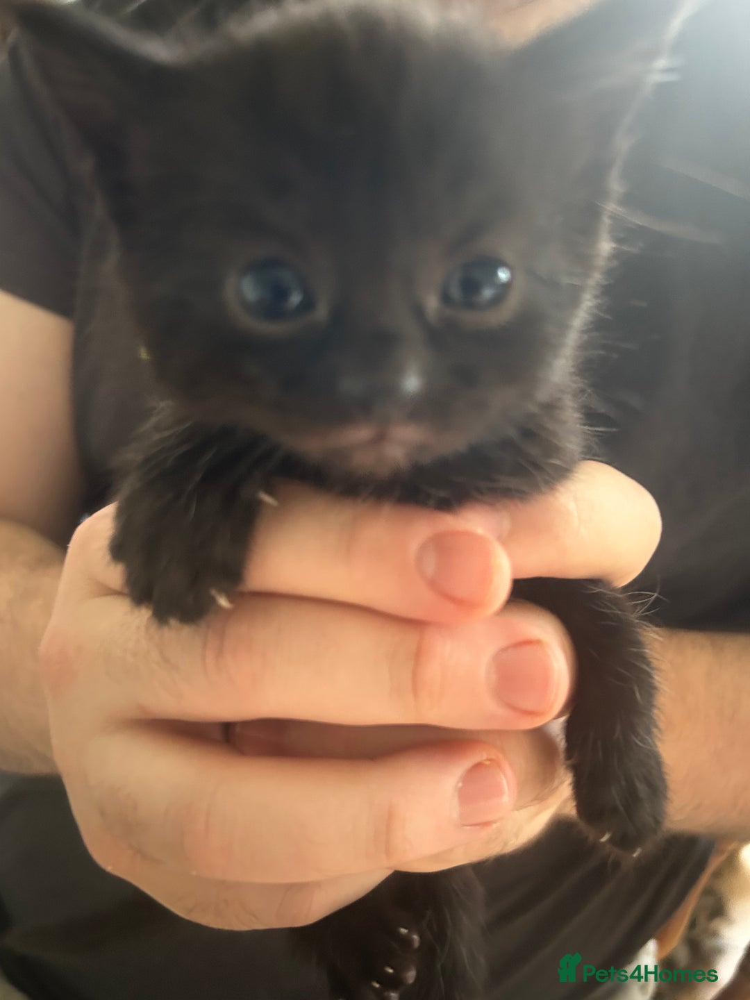 Mixed Breed cats for sale: Female Kittens - Image 4