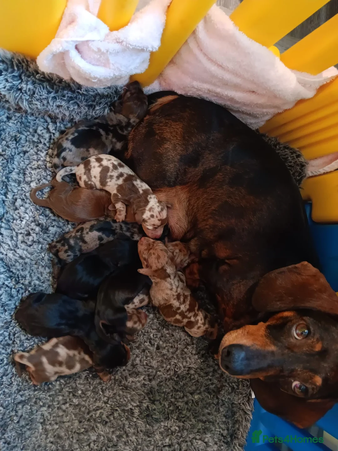 Miniature Dachshund dogs for stud: STUNNING MINIATURE DACHSHUND AVAILABLE AT STUD in Grays - Advert 29