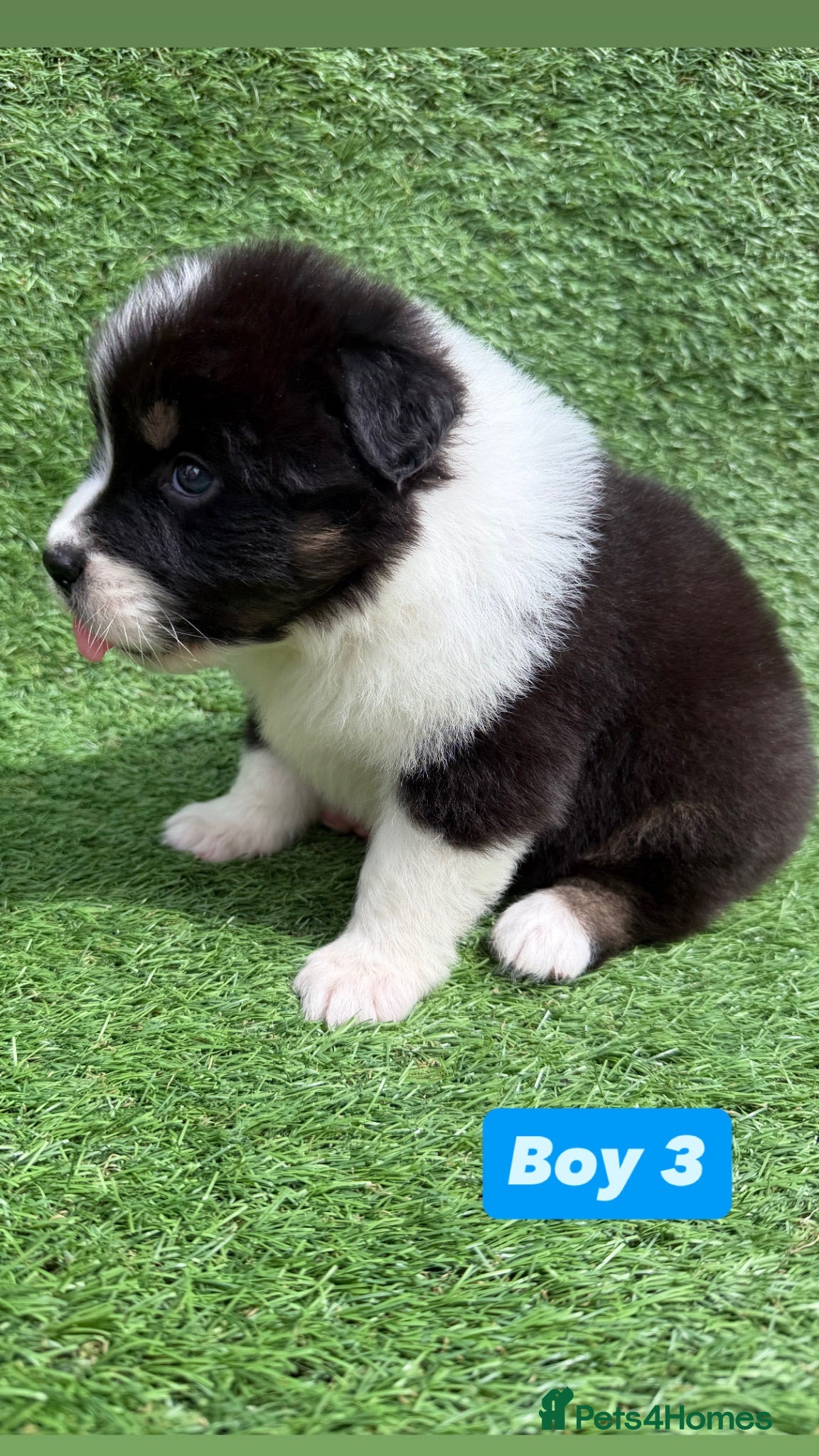 Australian Shepherd dogs Australian Shepherd Puppies  - Advert 1