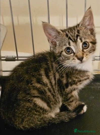 Mixed Breed cats Tabby female rescue kitten needs home - Advert 1
