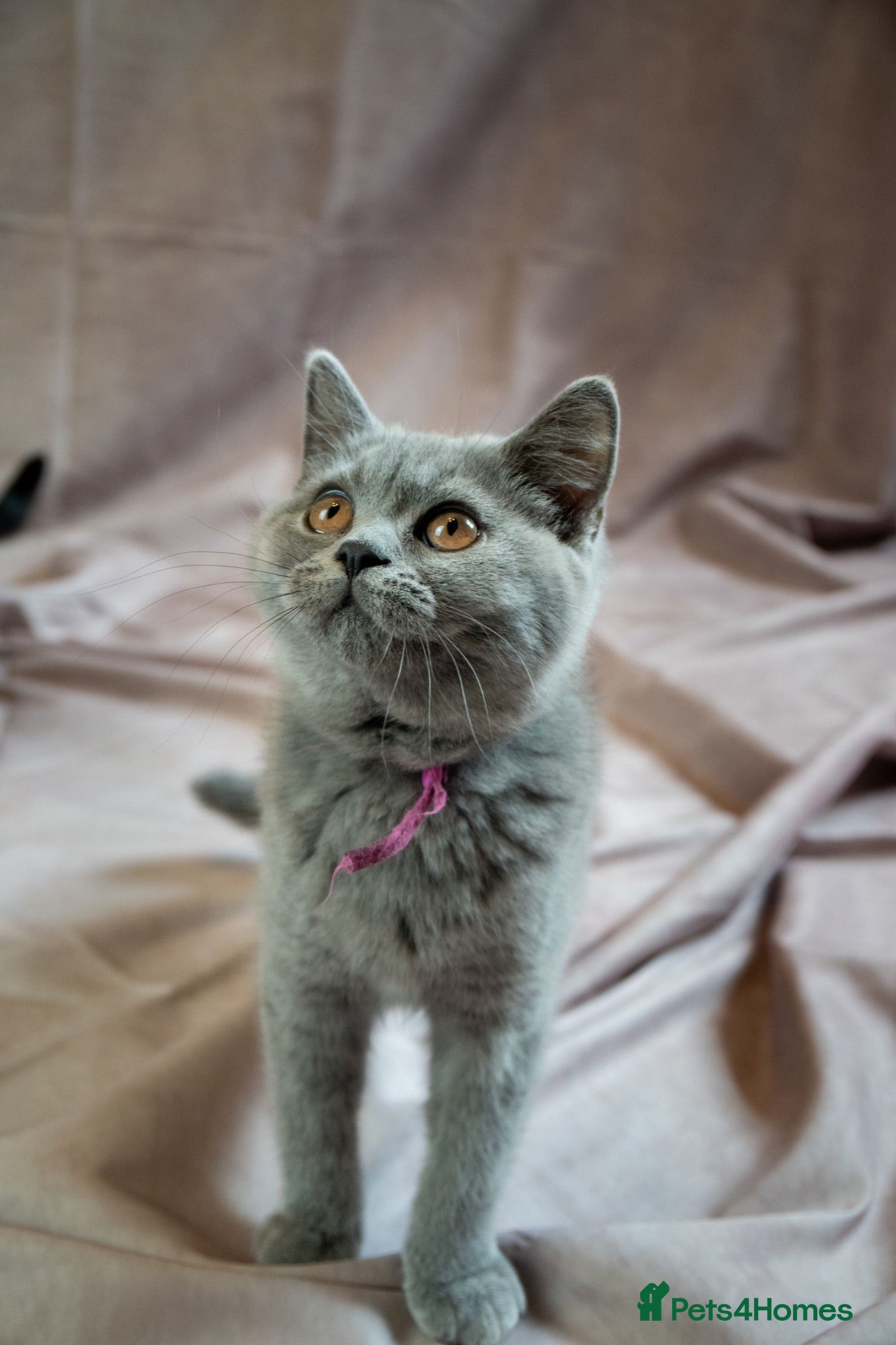 British Shorthair cats Exceptional BritishShorthair Kittens  - Advert 1