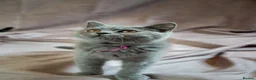British Shorthair cats for sale: Pedigree registered cuddly handbags. All 3 love 👏 - Advert 1
