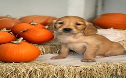 Golden Retriever dogs for sale: Last Stunning Male Pup Health Tested Parents  - Image 22