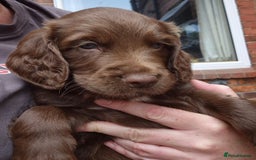 Sprocker dogs for sale: Sprocker F1  - Image 12