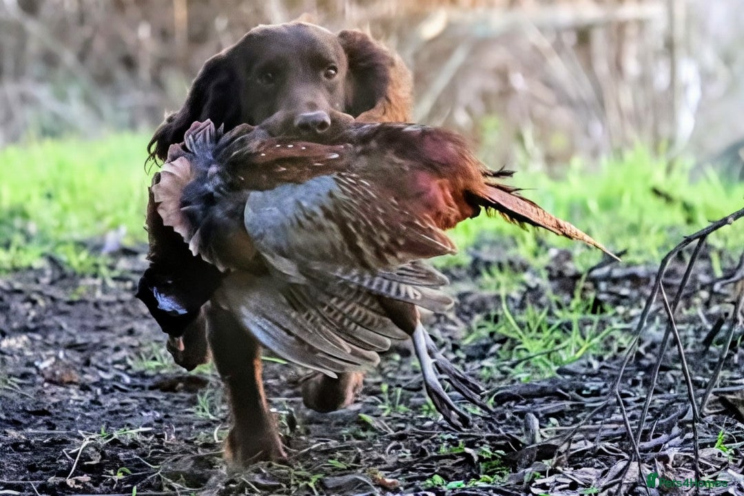 Cocker Spaniel dogs for sale: Working Cocker Spaniel Puppies  - Advert 9
