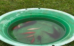 Pond Fish fish for sale: Pond fish - Comets, Gold & Carp - Advert 3