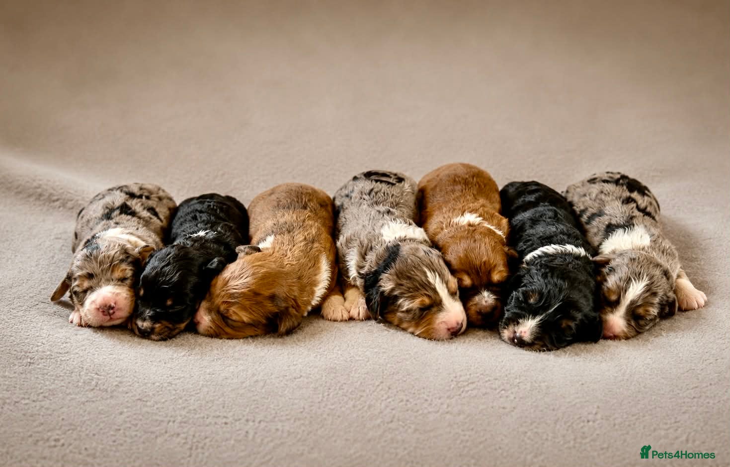 Bordoodle dogs Beautiful Merle Bordoodle puppies  - Advert 1