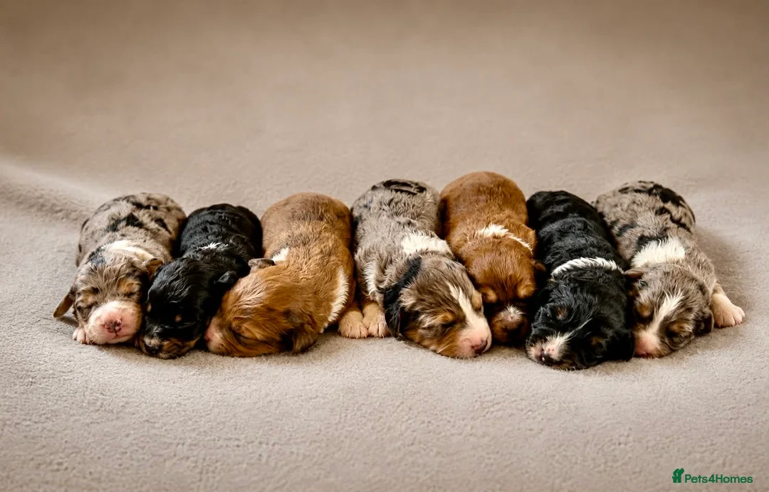 Bordoodle dogs for sale: Beautiful Merle Bordoodle puppies  - Advert 1