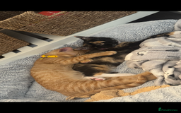 Domestic Shorthair cats for sale: Pumpkin 🎃 & Maple 🍁  - Image 8