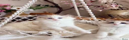 Ragdoll cats for sale: Show quality Ragdoll kittens from champion lines - Advert 10